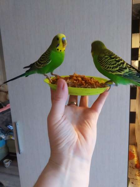 Волнистые попугаи, Получехи -От Заводчика в Мытищи