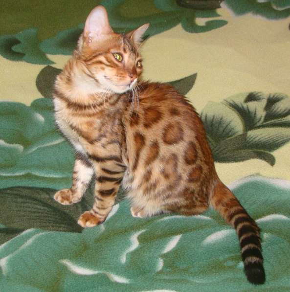 Бенгальская кошка Бриджит 6мес. в разведение или для души в Казани фото 3
