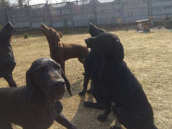 Курцхаар Щенки в фото 29