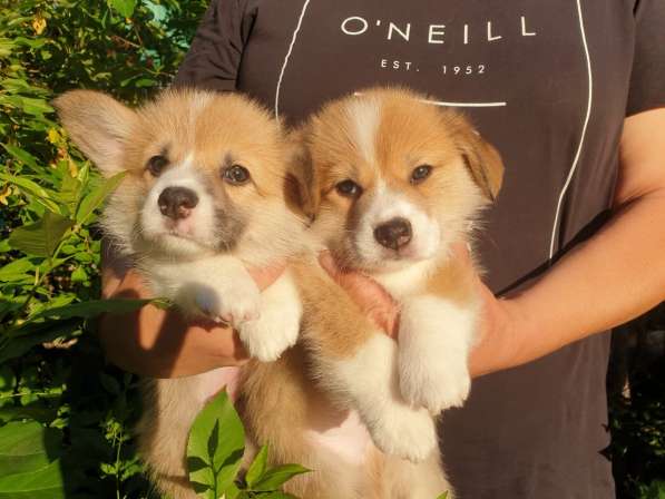 Продам щенков вельш-корги пемброк в фото 15