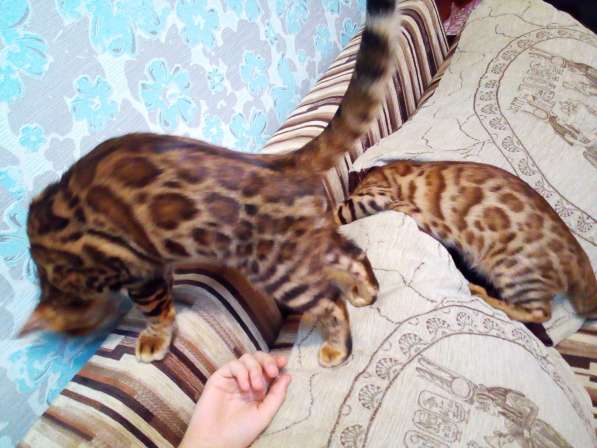 Питомник бенгальских кошек в Кирове фото 6
