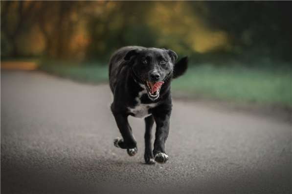 Молодая собака Шарлиз ищет дом в Москве фото 4