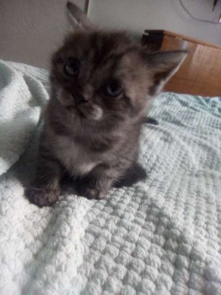 Шотландский денди скоттиш- страйт в Санкт-Петербурге фото 18