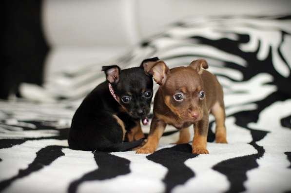 Щенки Русского той -терьера в Новосибирске фото 16