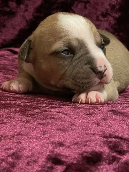 Щенки АСТ (документы РКФ) в Краснодаре фото 18