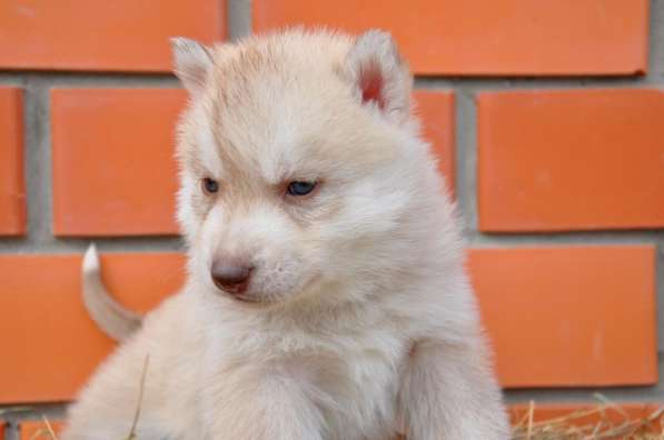 Две высокопородные девочки Хаски от Чемпионов! в Тюмени фото 21