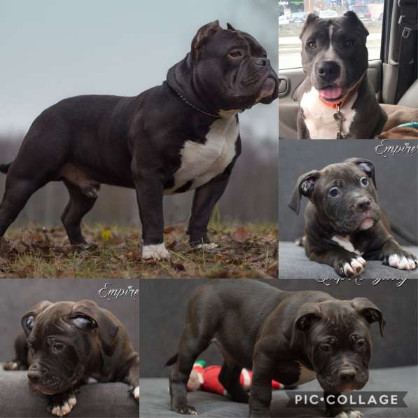 Американский булли. Щенки в фото 32