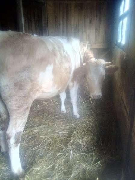 Продаётся стельная корова в Малоярославце
