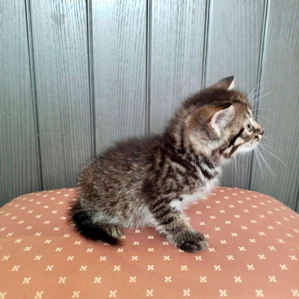 Кошачий ангел котенок Дилли в добрые руки в Москве фото 10