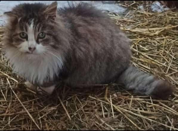 Один очень одинокий кот ищет хозяина в Санкт-Петербурге фото 17