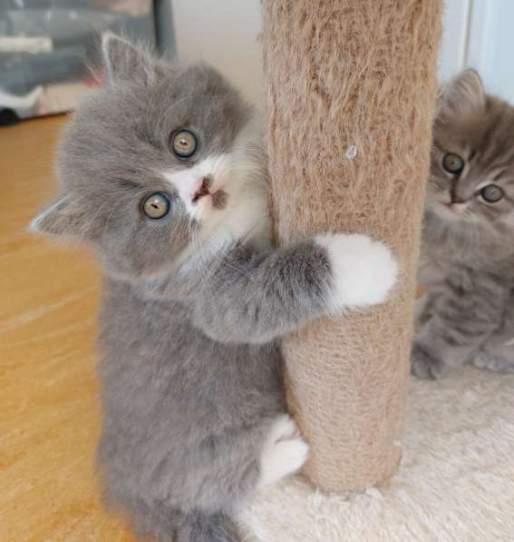 Котята Британской короткошерстной породы в фото 21