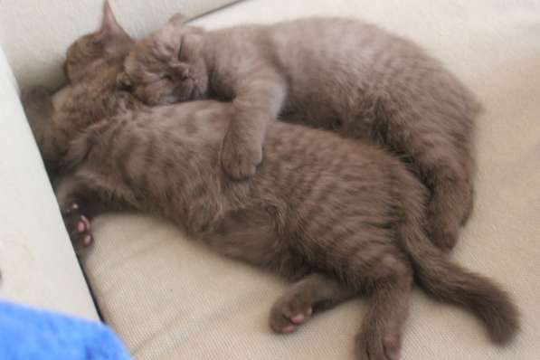 Шотландские котята в Москве