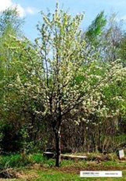 Продам участок в СНТ в Москве фото 3