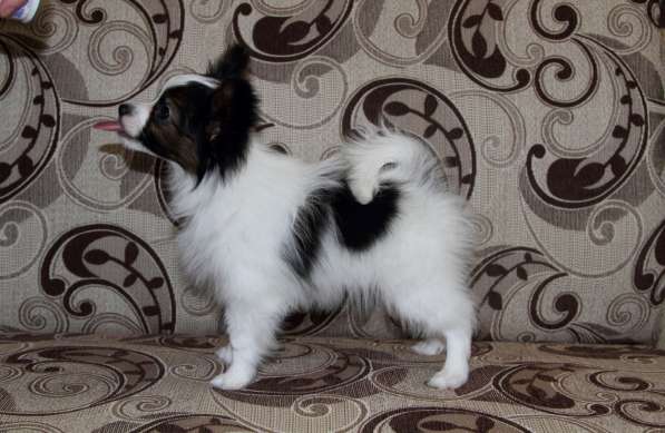 Продается щенок папийона в Краснотурьинске фото 20