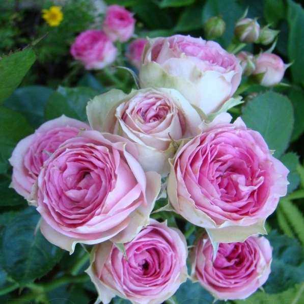 Саженцы роз ОПТОМ в Нижнем Новгороде фото 7