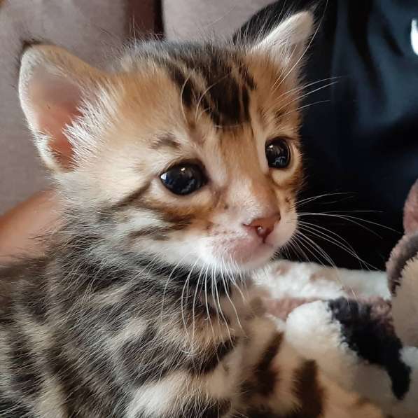 Бенгальские котята в Санкт-Петербурге фото 5