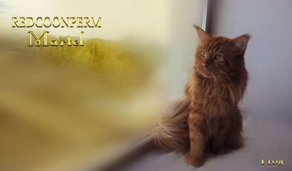 Котёнок мейн кун - уникального красного окраса. Шоу класс в Красноярске фото 17