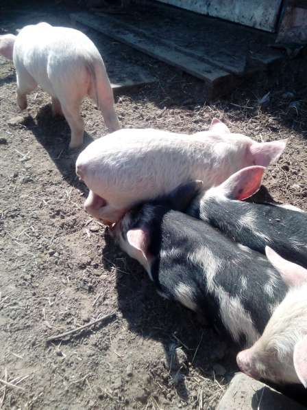 Поросята и свиньи в Волгограде фото 7