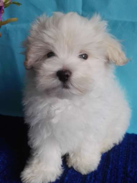 Болонка цветная в Москве фото 5