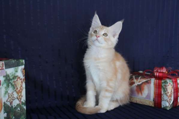 Котята Мейн Кун в фото 5