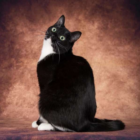 Кошечка Майя ищет семью в Москве