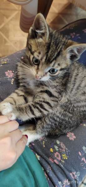 Котёнок в добрые руки бесплатно 1,5 месяца