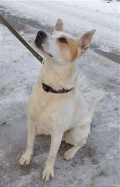 Собаке очень нужен дом в Нижнем Новгороде фото 22