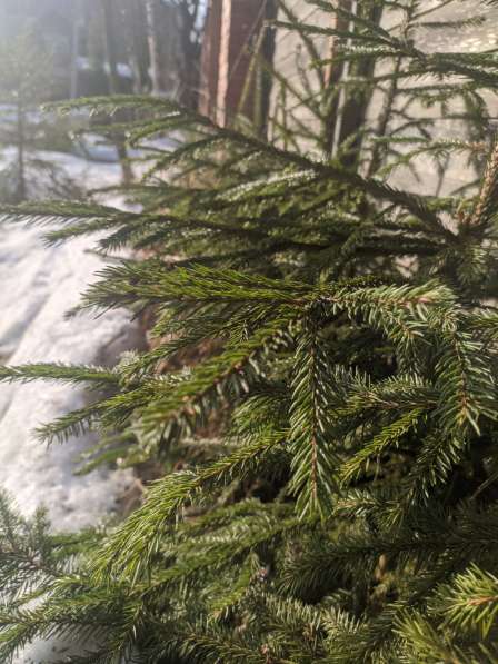 Живые ели саженцы в Санкт-Петербурге фото 6