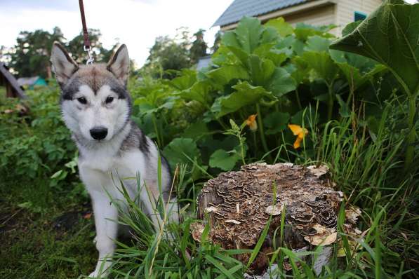 Пушистый щенок -маламут в Новосибирске фото 9