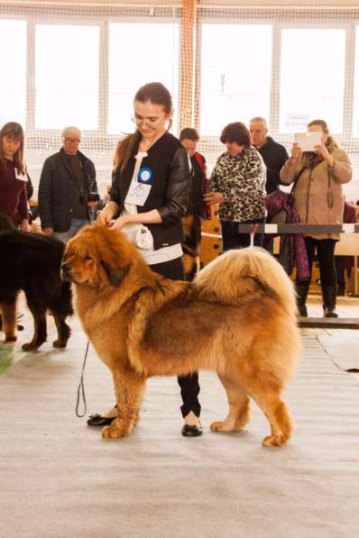 Продаются высокопородные щенки Тибетского мастифа в Москве фото 3