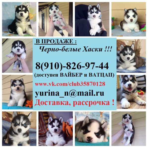 Сибирской хаски щеночки