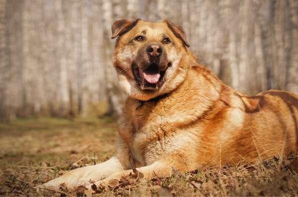 Кохинор ищет семью в Москве фото 17