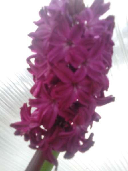 Цветы Гиацинты в Балашове фото 7