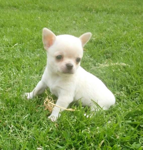 Чихуахуа мужички в фото 3