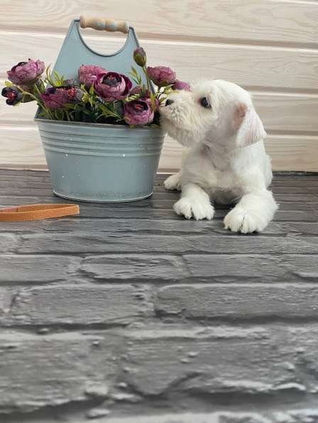 Милейший белый щенок цвергшнауцера в 