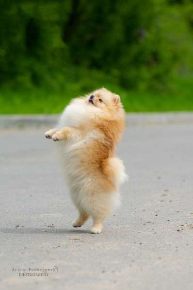 Мальчик померанского шпица 2,5 мес в Москве фото 8