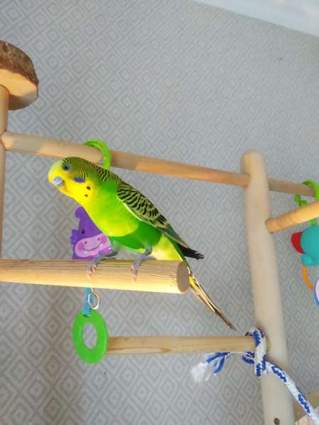 Волнистые попугаи -Самцы в Мытищи фото 3