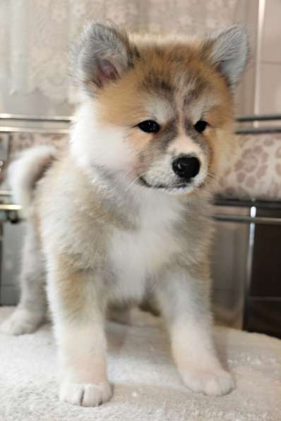 Продам щенков породы японская Акита-ину в фото 9