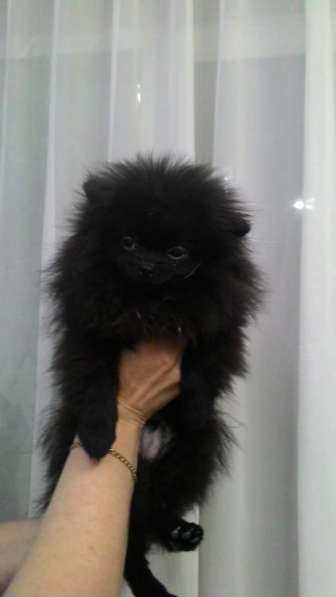 Подросток шпица в Санкт-Петербурге фото 6