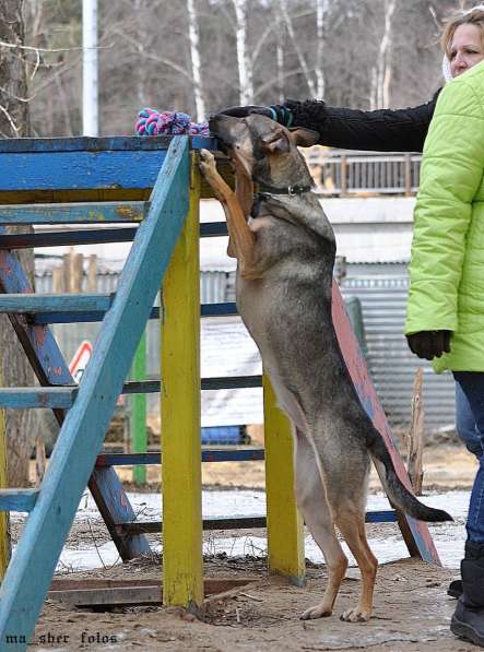 Антикризисная собака в Москве фото 3