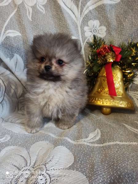 Щенки немецкого шпица в Дзержинске фото 9