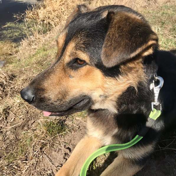 ПЕС, КОТОРОГО НИКТО НЕ ЗАМЕЧАЕТ!!!! в Пушкино фото 12