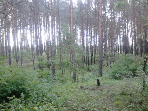 Настоящий Русский Лес, участки со своим лесом в заповедном крае в Нижнем Новгороде фото 10