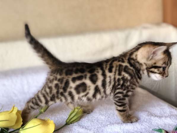 Предлагаются Бенгальские котята из питомника с документами в фото 39