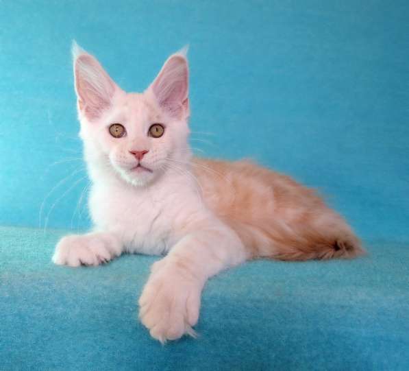 Кошечка мейн-кун из питомника в Казани фото 9
