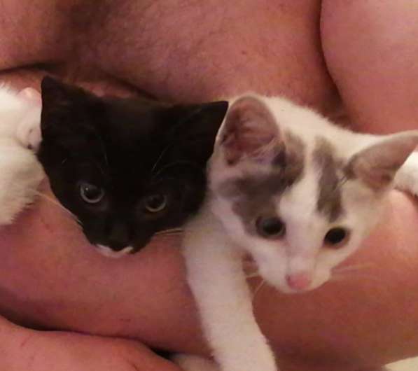 Котята в добрые руки