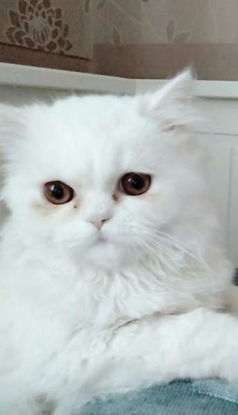 Продаю кота персидской экзот породы 7мес в Москве фото 4
