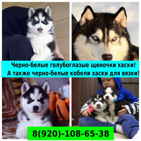 Щенки сибирской хаски