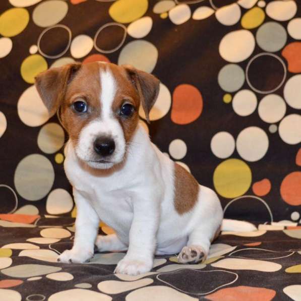 Щенок Джек Рассел терьера