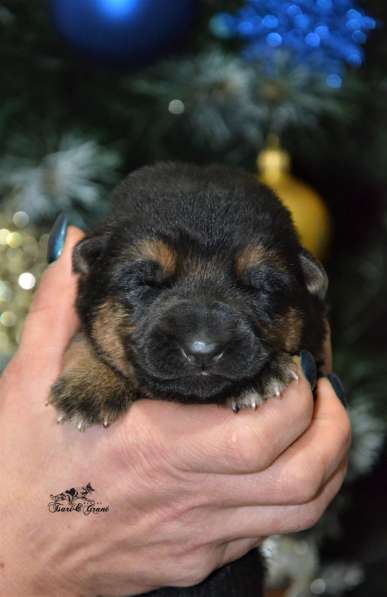 Щенки немецкой овчарки в фото 16